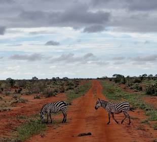Zebras überqueren die Starße direkt vor uns
