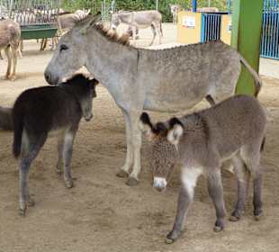 Pflegestation Jungtiere
