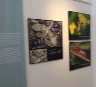 Museum für Ur- und Frühgeschichte