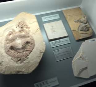 Jura-Museum