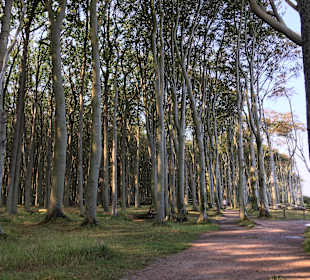 Gespensterwald