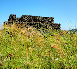 Binsen wurden angepflanzt