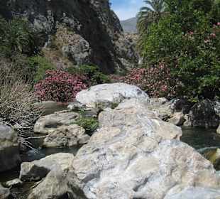Palmenwald und Fluss