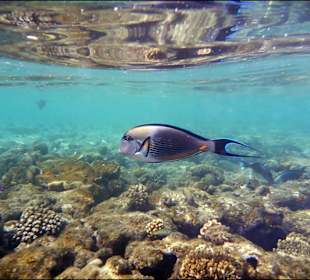 Rafa przy hotelu El Faraana Reef Resort
