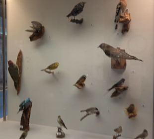 Natur- und Jagdmuseum