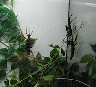 WP LH Herbst Impression