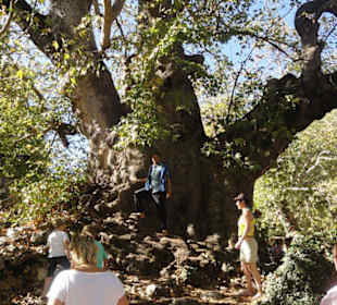 Riesen Baum