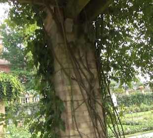 Innerer italienischer Rosengarten