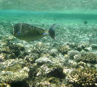 Blauklingen Doktornasenfisch