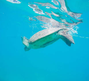 Schnorcheltour mit Jebat