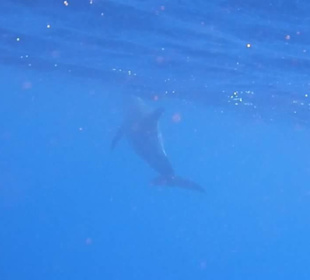 Wilde dolfijnen tijdens het snorkelen 