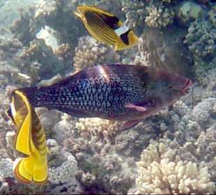 Papageifisch, Tabak-Falterfische