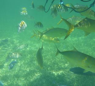 Unterwasserwelt Grand Samana