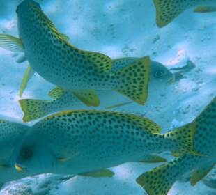 Bunte Fische in Wasini