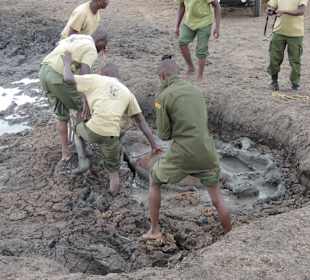 Babyfant-Rettung auf dem Weg nach Galdessa