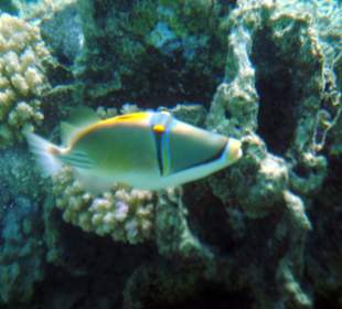 Picasso-Drückerfisch