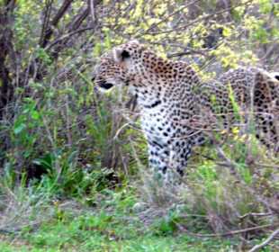 Leopard in Tsavo West