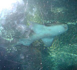 Underwater World auf Sentosa