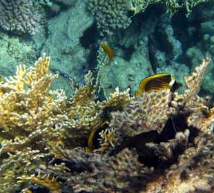 Tabak-Falterfisch an Feuerkoralle