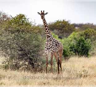 Giraffen haben irgendwas