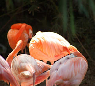 Manati Park