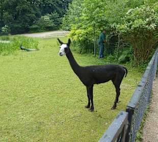 Ein Baby sucht die Mama