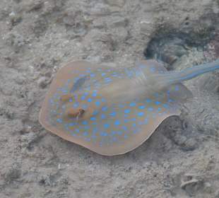 Schnorcheln Makadi Bay