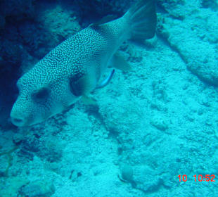 Tolle Tauchplätze..