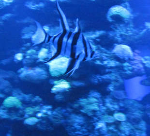 Palma Aquarium