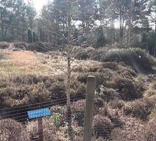 Botanischer Garten - Rombergpark