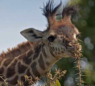 Giraffe