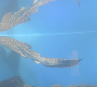 Im Aquarium unterwegs