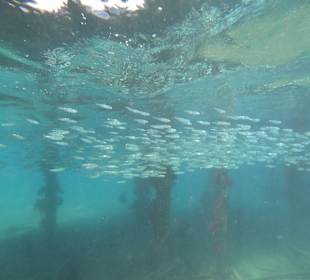 Schnorcheln Hurghada