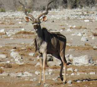 Etosha Nationalpark