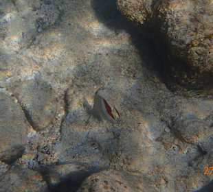 Ein nugieriger fisch