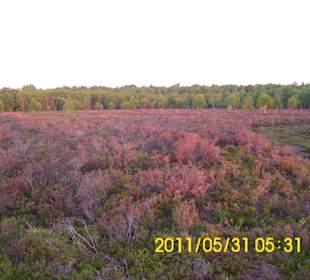 Sonnenaufgang in der Lüneburger Heide