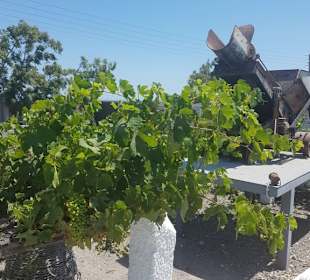 Koutsoyannopoulos Wine Museum 