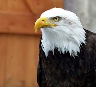 Weißkopf-Seeadler