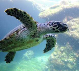 Schildkröten unter Wasser