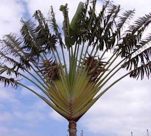Schöne Palme