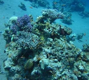 Coral