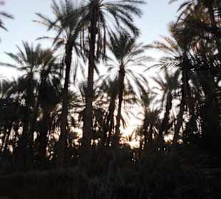 Palmenoase / Datteln in Tunesien