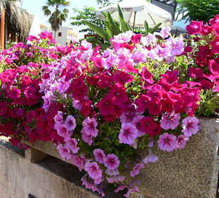 Blumenpracht an der Fussgängerzone