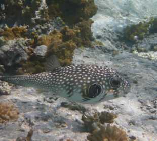 Weißfleck-Kugelfisch