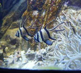 Auch solche Fische gibts