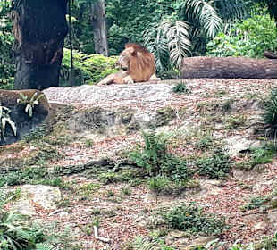 Singapur Zoo