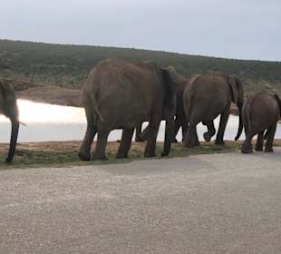 Addo Elephant Nationalpark