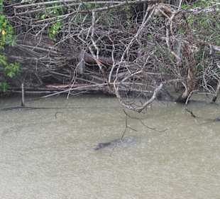 Krokdill im Black River