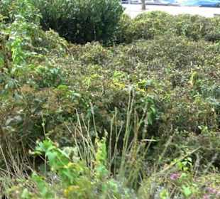 Uferpromenade Friedrichshafen