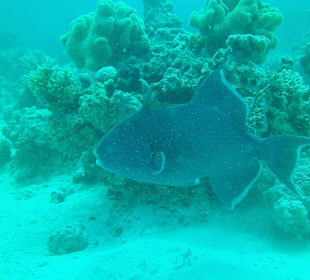 Tauchen bei der DC über Oototo Holiday Service gebucht